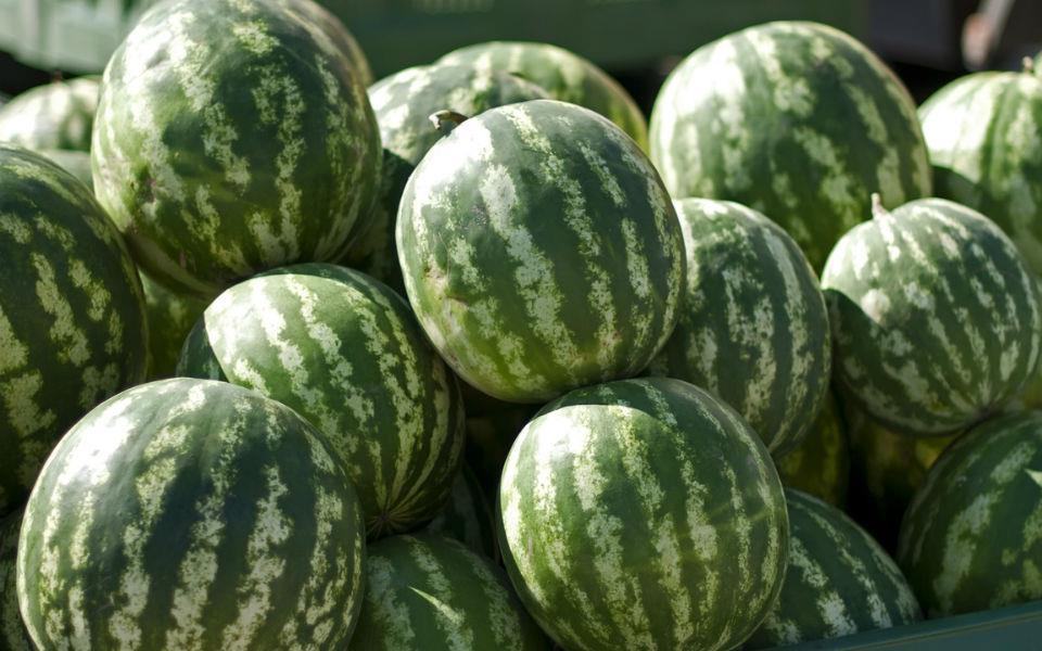 مصر السادسة عالميا في زراعة البطيخ