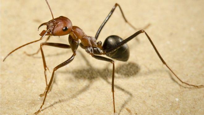 يعتبر حجم مخ النمل أصغر من رأس الدبوس