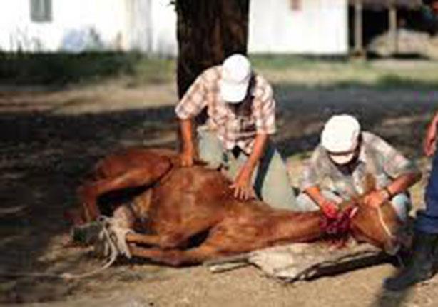 ضبط جزار يبيع لحوم الخيول