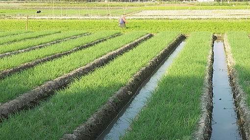 زراعة أرز