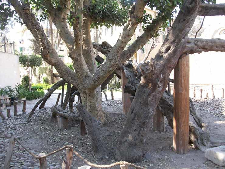 تطوير موقع شجرة مريم بالمطرية