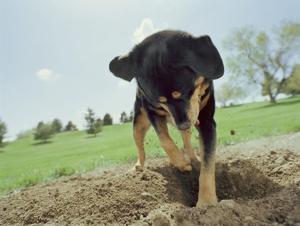   عالمة سلوك تكشف عن 3 أسباب وراء حب الكلاب للحفر