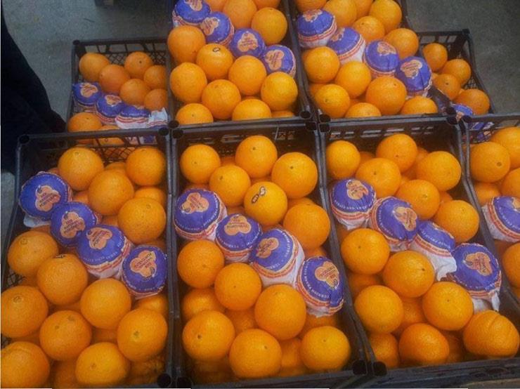 صادرات مصر من البرتقال تزدهر بفعل تعويم الجنيه