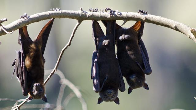دراسة الخفاش يحتضن فيروس سارس