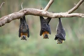 ذكر الخفاش يرضع صغاره