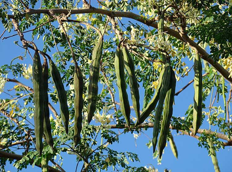 ما سبب شهرة شجرة المورينجا في عالم الأغذية الخارقة