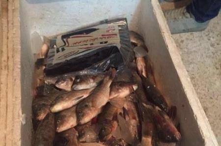 ضبط 300 كيلو أسماك فاسدة داخل محال تجارية