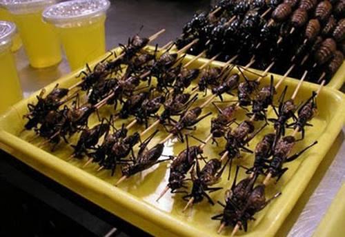 تناول الحشرات لمواجهة نقص الغذاء في 2050