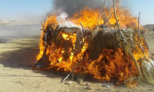 حرق 24 مزرعة "بانجو وحشيش" بسيناء