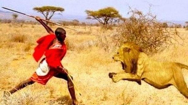 محاربو قبائل كينيا تربوا على قتل الأسود
