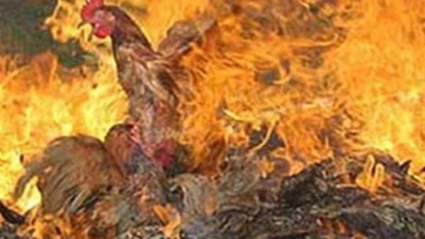 نفوق 5400 دجاجة في حريق