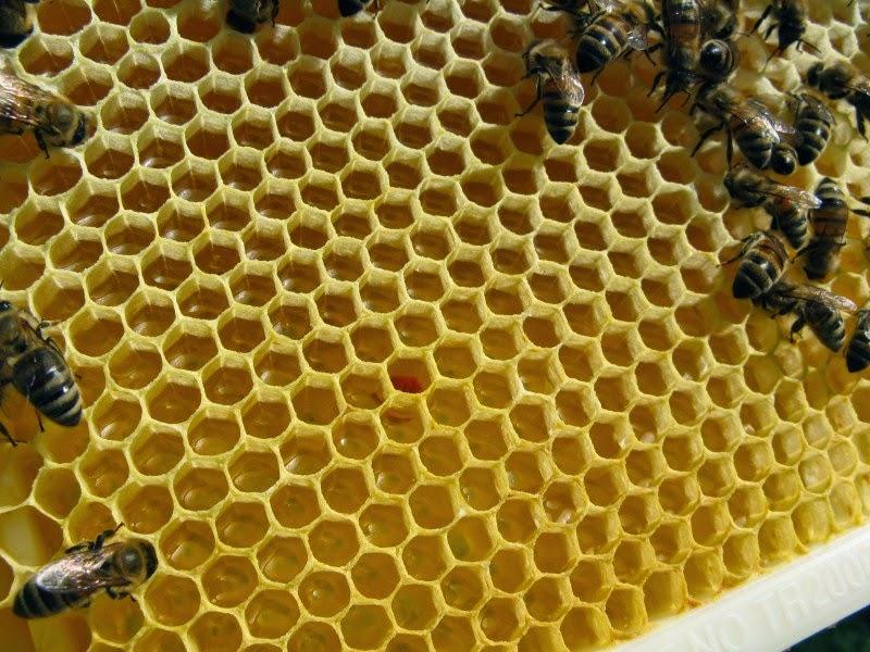 صمغ النحل ..مضاد حيوي طبيعي ضد العفونة