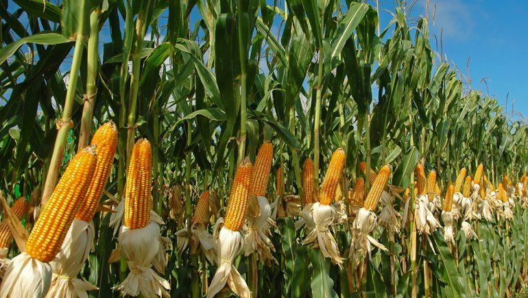 خطة للتوسع في زراعة الذرة الصفراء