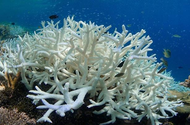 ظاهرة تبييض الشعاب المرجانية