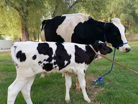 الأبقار تحصل على اجازة أمومة