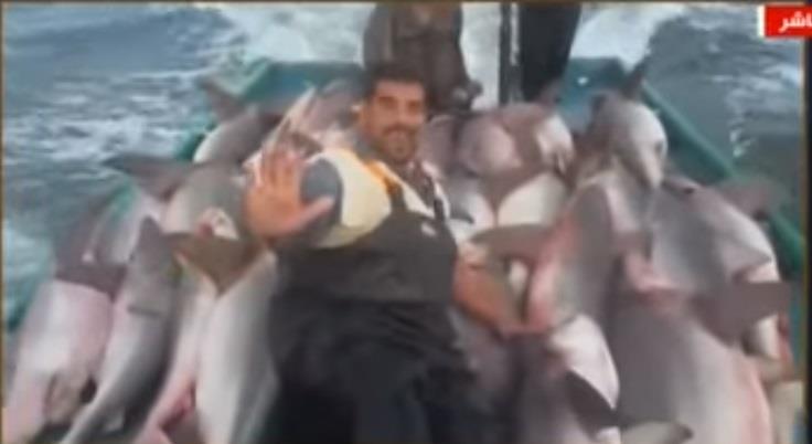 صياد يتفاخر بجريمة صيد 40 سمكة قرش