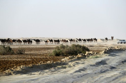 قطريون يقودون قافلة من الإبل في منطقة ابو سمرا الح