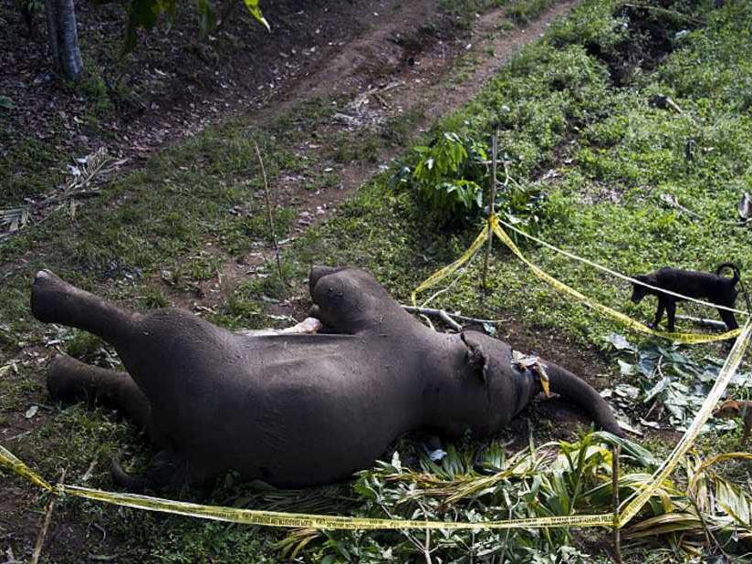السلطات الهندية الرصاص على فيل وأردته قتيلا