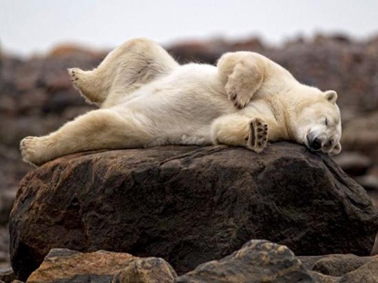  ازعاج الدببة القطبية في النرويج يكلفك 31 ألف جنيه