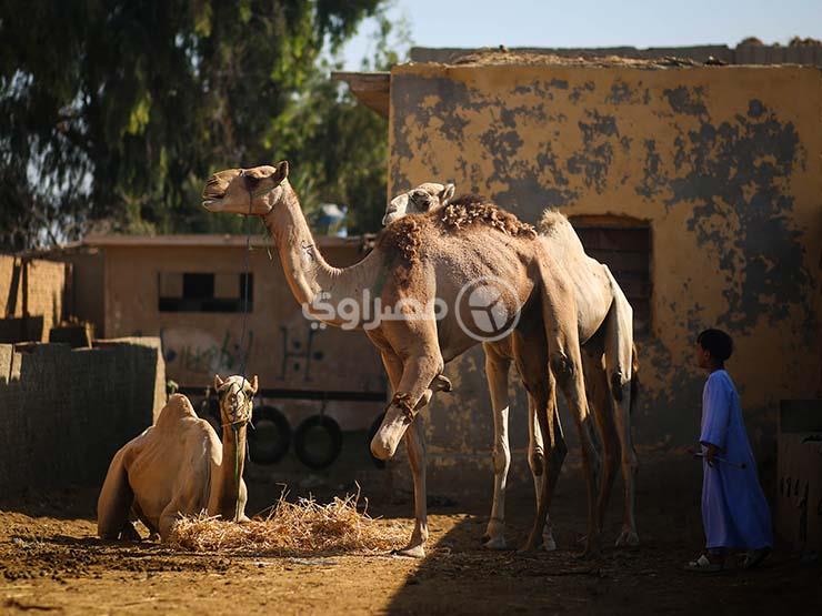 جمال برقاش