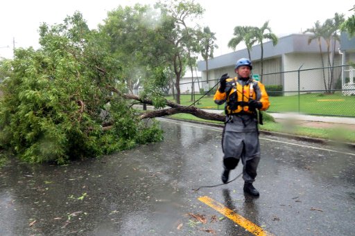 شجرة سقطت جراء اعصار ايرما في فاجاردو في بورتوريكو