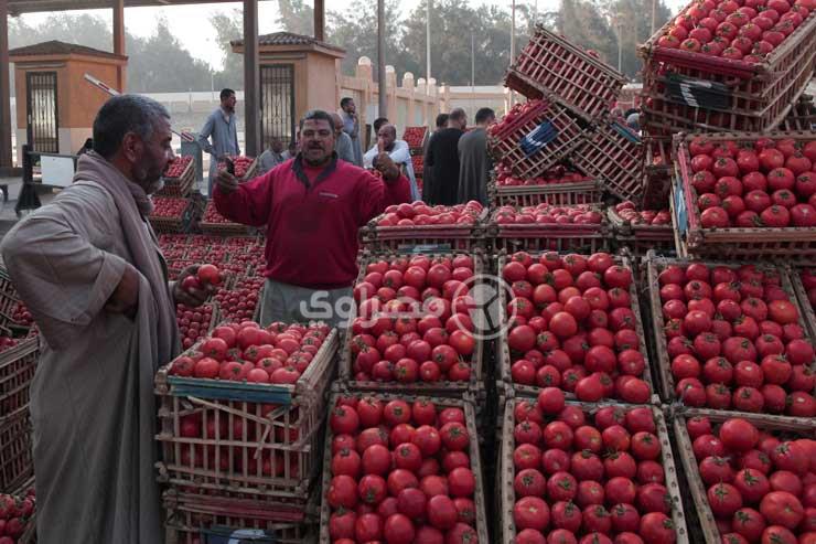 أسعار الطماطم تتراجع في ديسمبر 2017