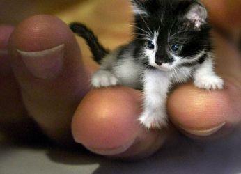 أصغر قطة برية في العالم مهددة بالانقراض