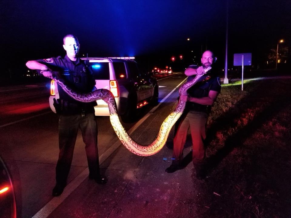 ضابط أمريكي يمسك بثعبان ضخم بوسط الطريق