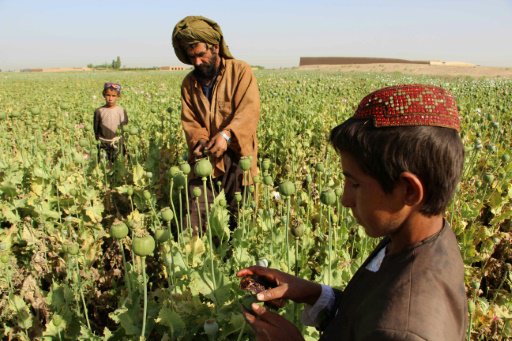 صورة من الارشيف لمزارعي قنب هندي في افغانستان