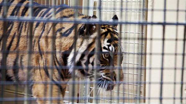 نمر يقتل زائرًا في حديقة حيوان روسية