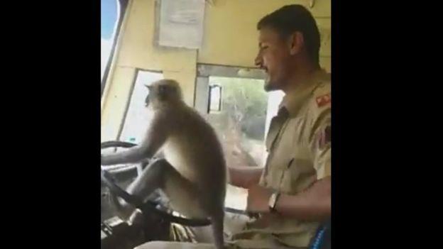 رفض القرد الجلوس في أي كرسي واختار عجلة قيادة الحا