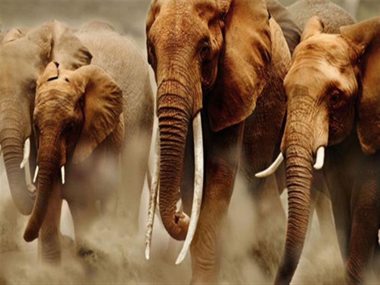 الفيلة البرية - صورة ارشيفية
