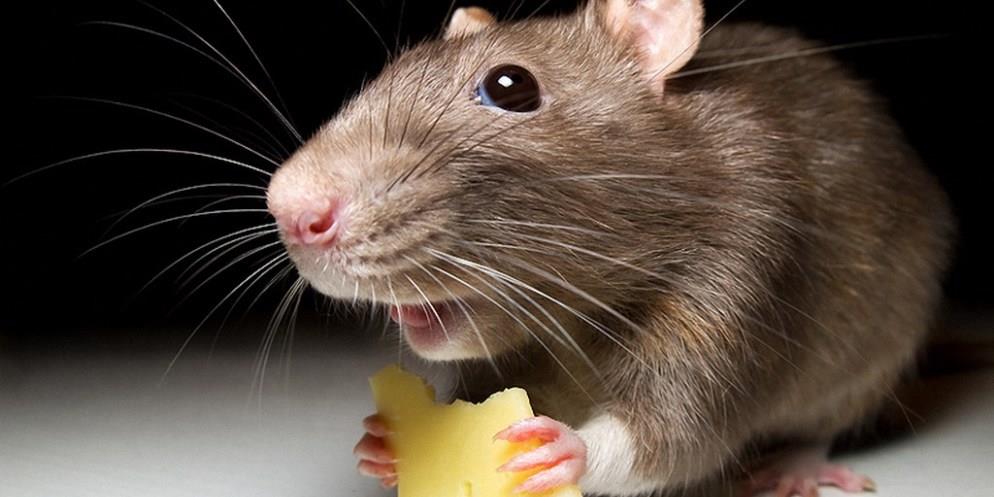 كيف تصطاد الفئران من دون قتلها؟