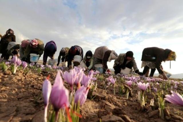 إيرانيون يجمعون زهور الزعفران في محافظة خراسان