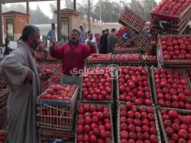 تجار لبيع الطماطم في سوق للجملة