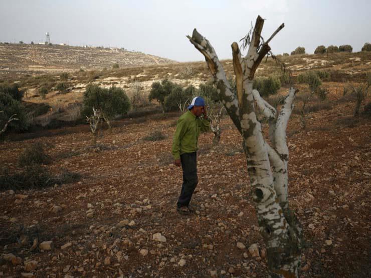 قطع أشجار الزيتون في فلسطين