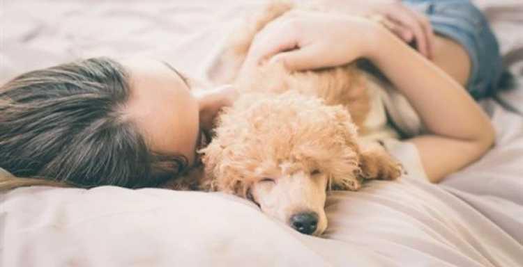 لهذه الأسباب يفضل الكثيرون النوم إلى جانب الحيوانا