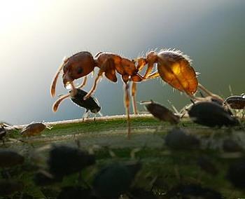 النمل