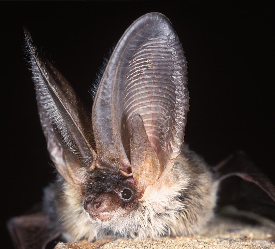 الخفاش ذون الأذن الكبيرة