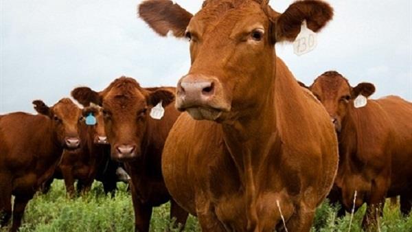   ماذا لو اختفى البقر حول العالم؟
