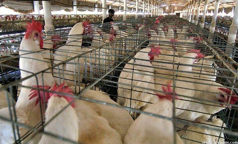 الإمارات تحظر استيراد الطيور الحية من بلغاريا