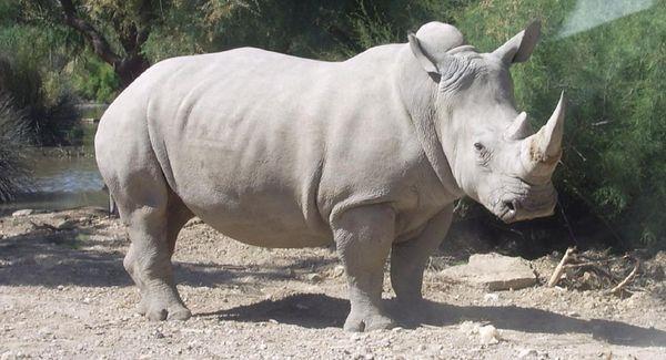 وحيد القرن ألابيض 