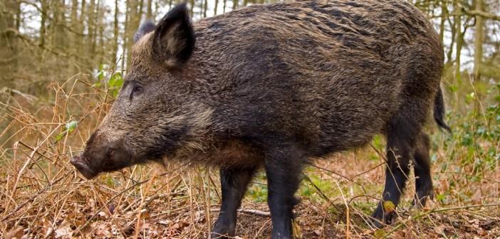  الدنمارك تبنى سور بطول 70 كم لتجنب حمى الخنازير