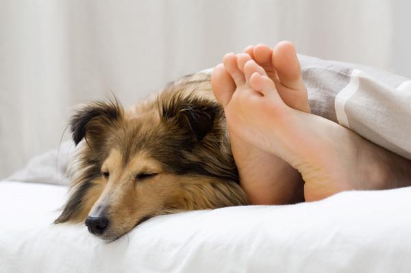    لماذا عليك تجنب نوم حيوانك الأليف في سريرك؟ 