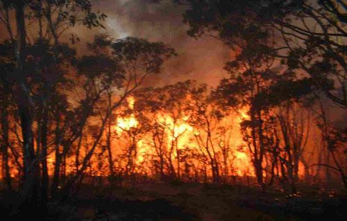 حرائق بالغابات في استراليا 