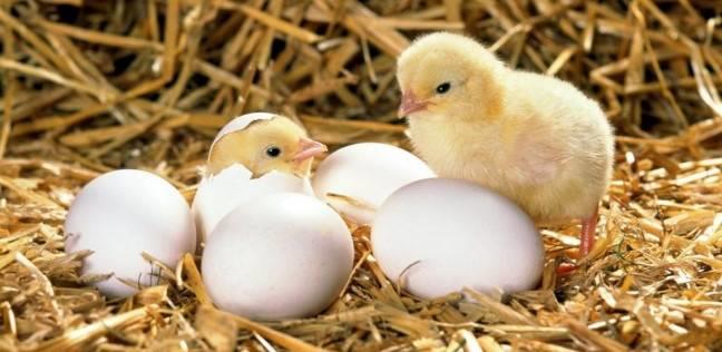 كيف يتنفس الكتكوت داخل البيضة؟