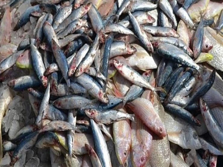 ضبط 5 أطنان أسماك فاسدة قبل طرحها بالأسواق 
