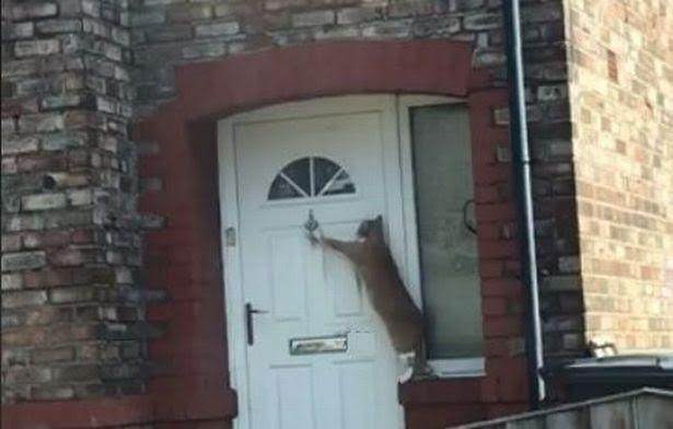 قط يقرع باب المنزل