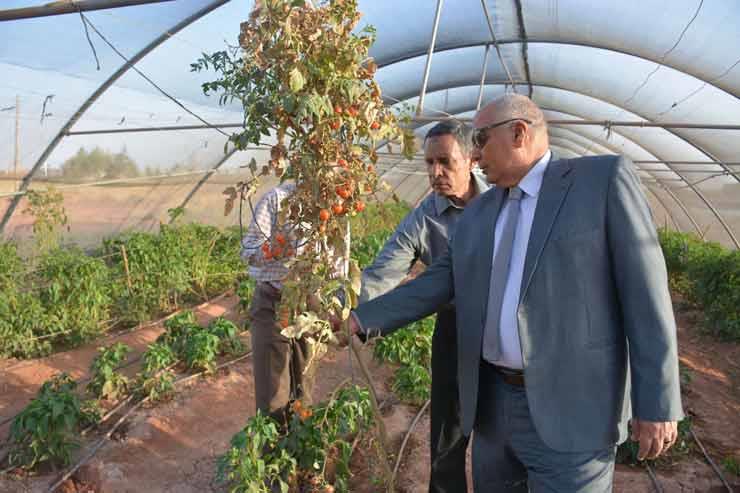 صوبة زراعية بمركز بلاط بالوادي الجديد