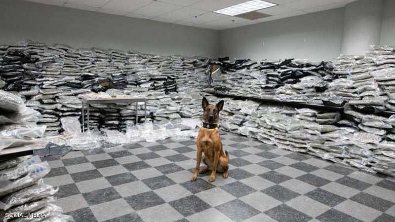 كلب بوليسي اكتشف كمية مخدرات ضخمة